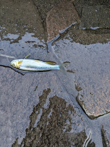 カワムツの釣果