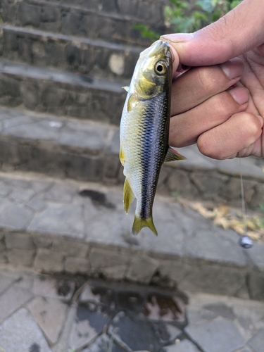 カワムツの釣果