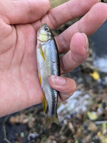 カワムツの釣果