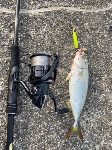 ツバスの釣果