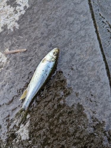 カワムツの釣果