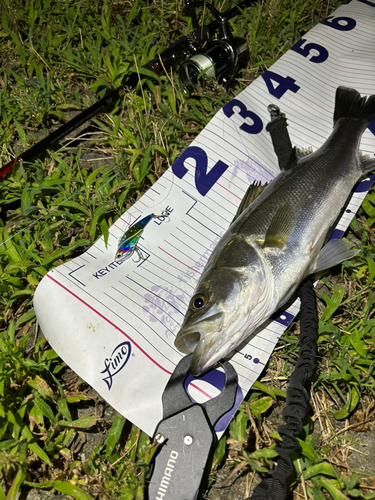 シーバスの釣果