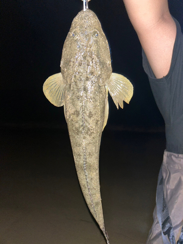 マゴチの釣果