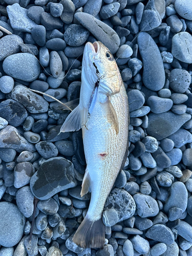 オオニベの釣果