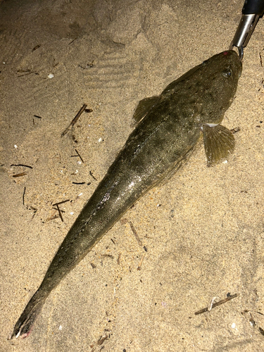 マゴチの釣果