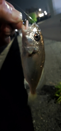 イシモチの釣果