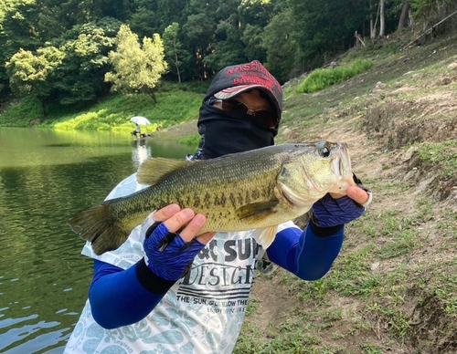 ブラックバスの釣果