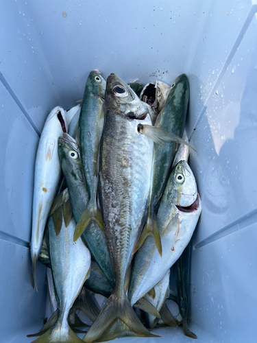 ワカシの釣果