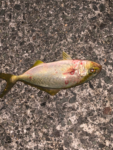 カンパチの釣果