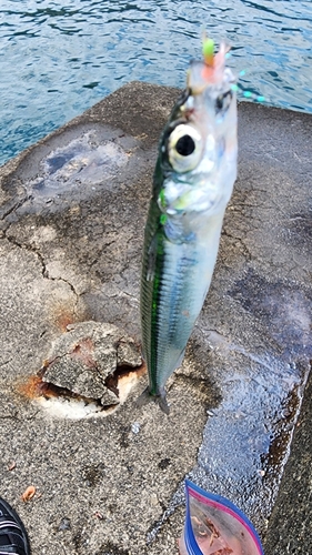 トウゴロウイワシの釣果