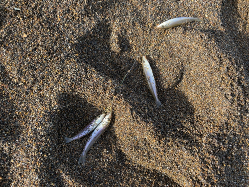 シロギスの釣果