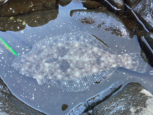 ヒラメの釣果