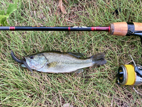 ラージマウスバスの釣果