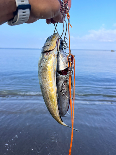 シイラの釣果