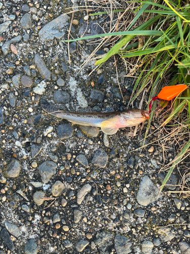 アナハゼの釣果