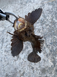 オニオコゼの釣果