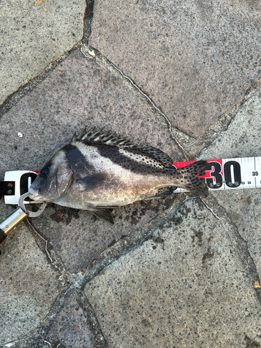 コショウダイの釣果