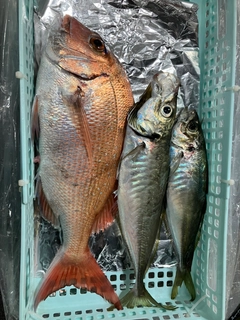 マダイの釣果