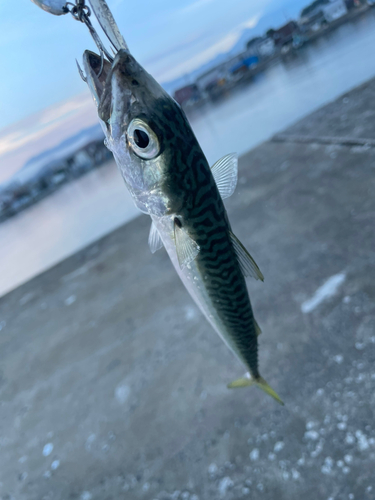 オウゴンムラソイの釣果