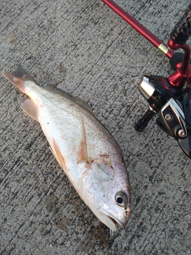 イシモチの釣果