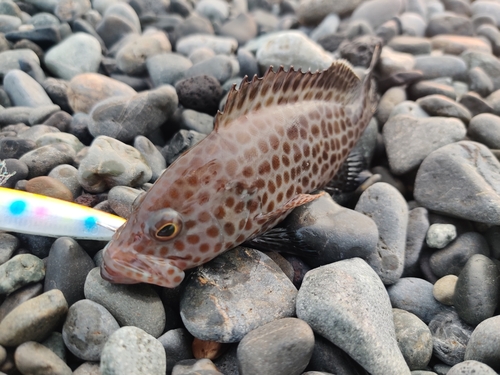 オオモンハタの釣果