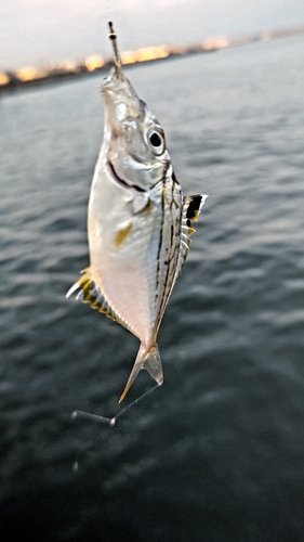 ヒイラギの釣果