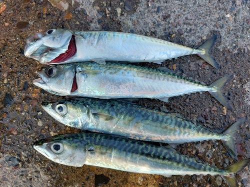 サバの釣果