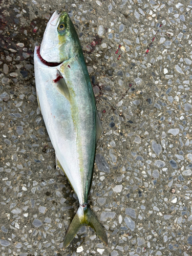 イナダの釣果