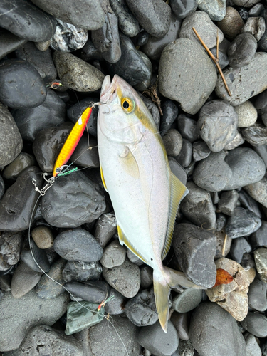 ショゴの釣果