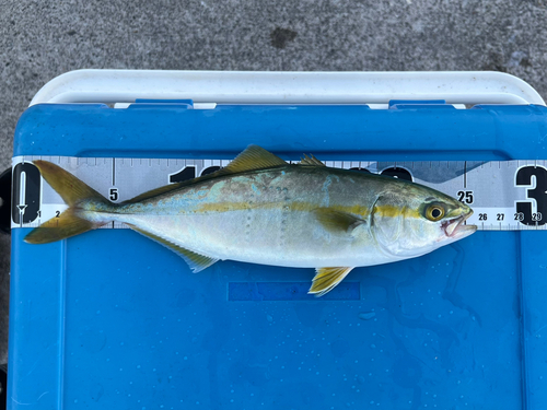 ワカシの釣果