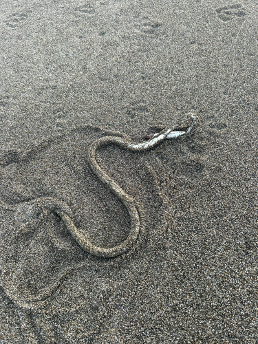 ウミヘビの釣果