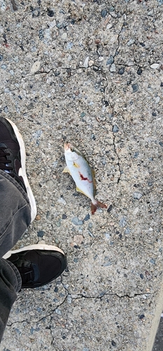 カンパチの釣果