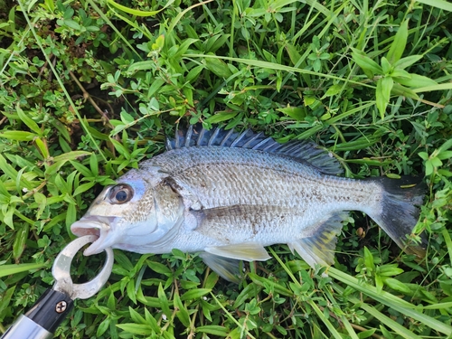 キビレの釣果