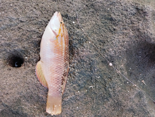 アカササノハベラの釣果