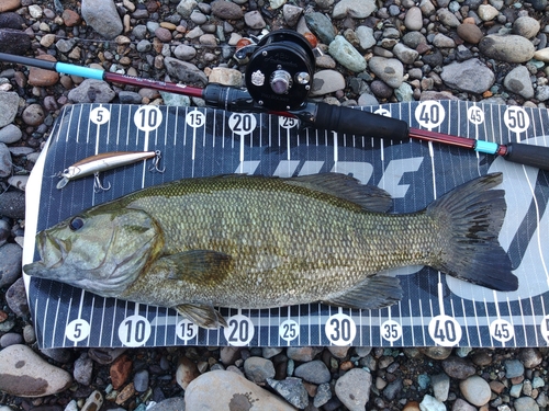 スモールマウスバスの釣果