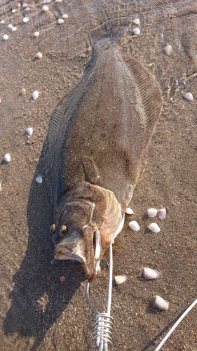 ヒラメの釣果