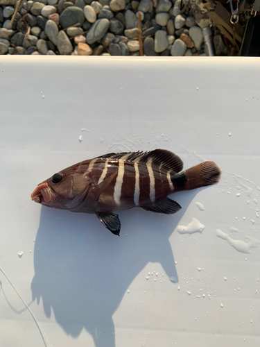 マハタの釣果