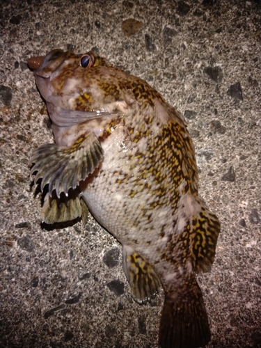 オウゴンムラソイの釣果