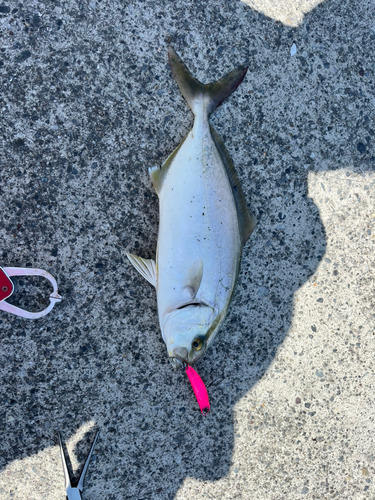 ショゴの釣果