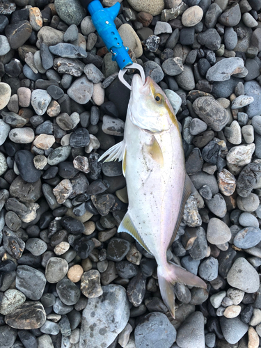 ショゴの釣果