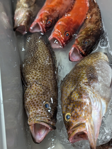 オオモンハタの釣果