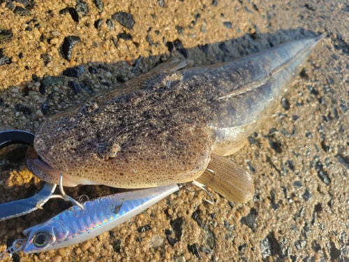 マゴチの釣果