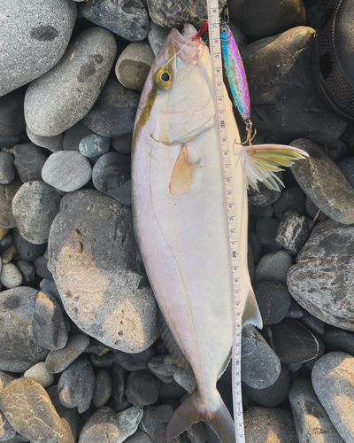 ショゴの釣果