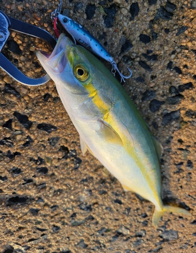 ツバスの釣果