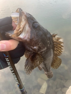 タケノコメバルの釣果