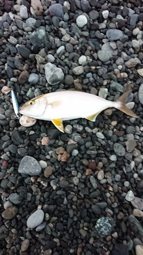 ショゴの釣果