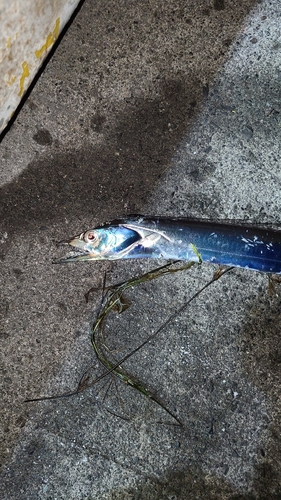 タチウオの釣果