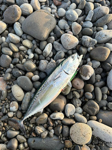 カツオの釣果