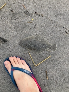 ヒラメの釣果