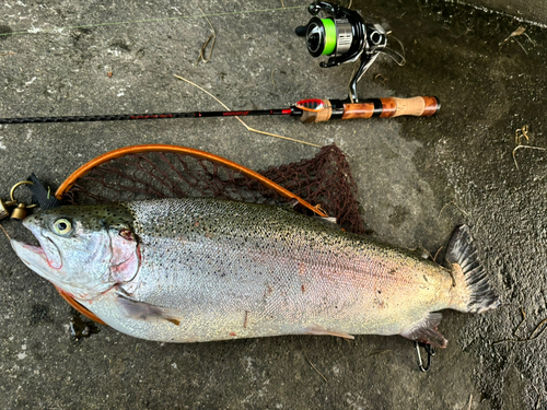 ニジマスの釣果